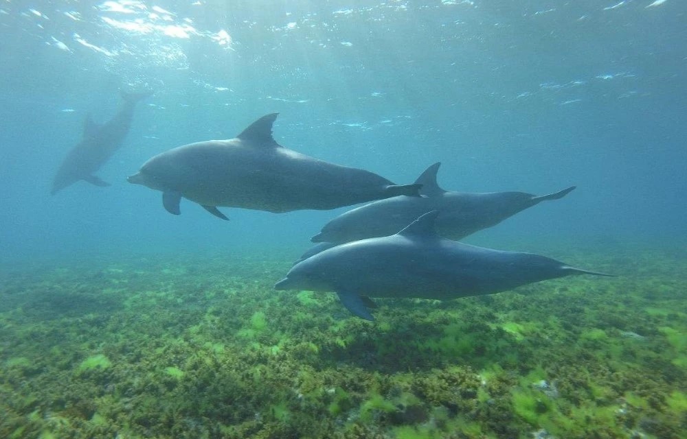 Flora Zanzibar at Kizimkazi Dolphin Tour