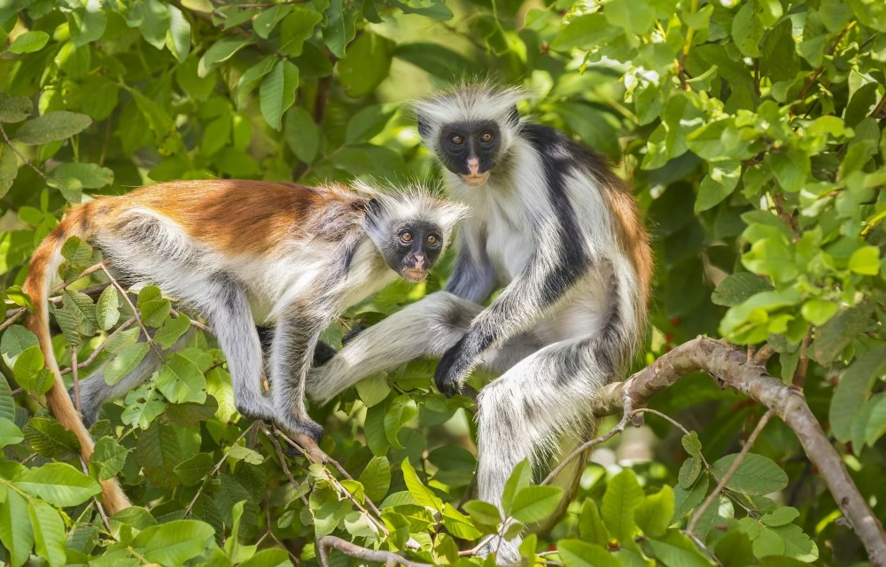 Flora Zanzibar at Jozani Chwaka Bay National Park