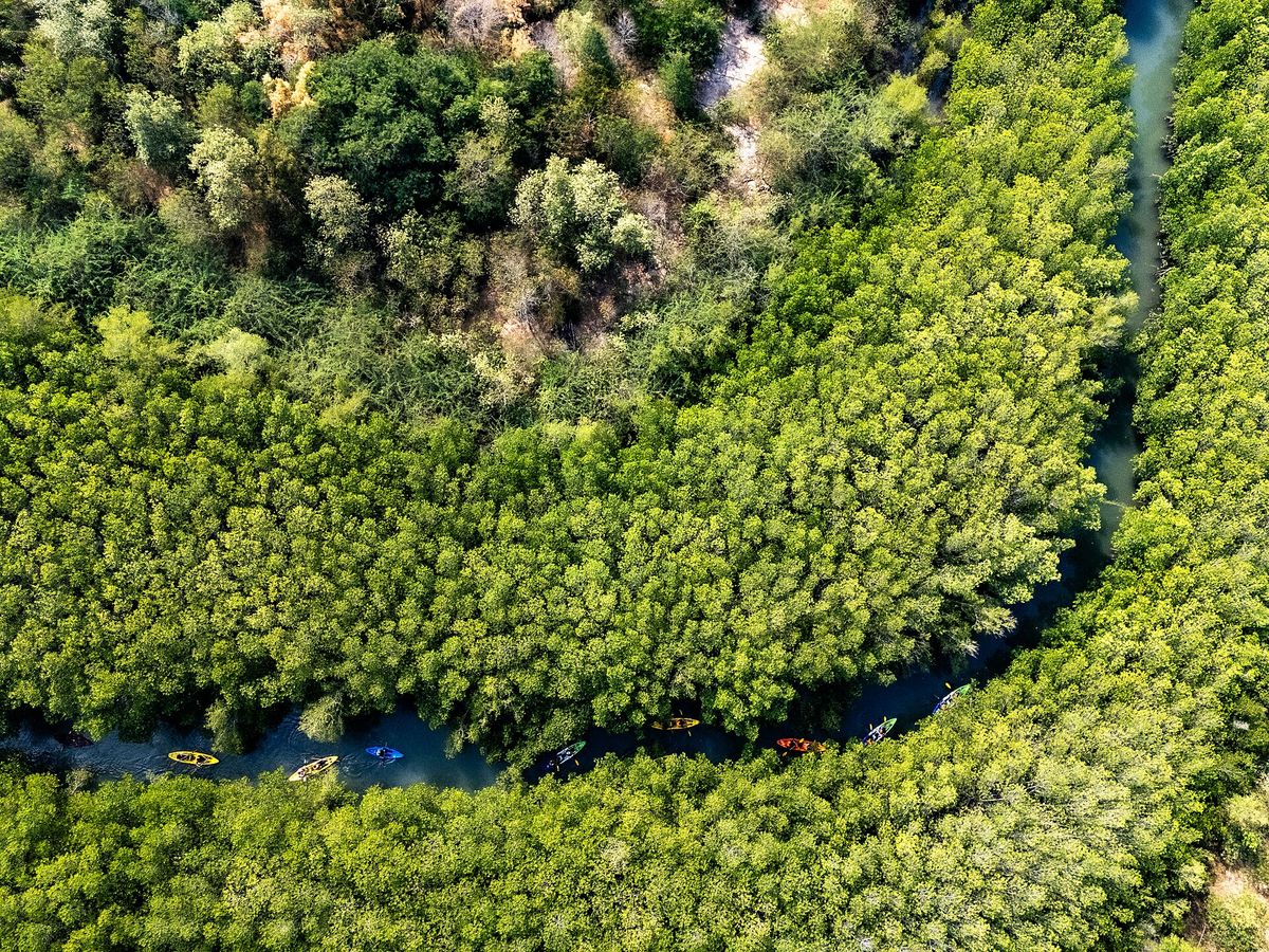 Mangrove Kayaking